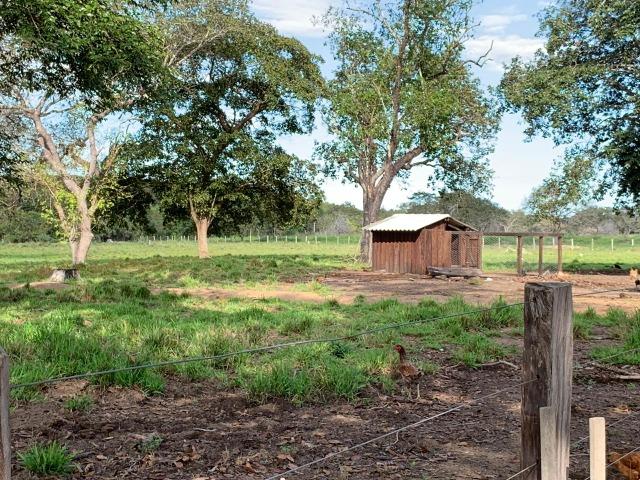 5.000 há (1.033 alq) rica em água com dupla aptidão verde o ano todo - Foto 8