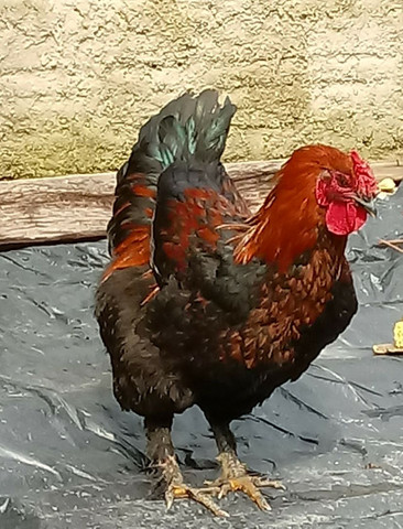 Bramha