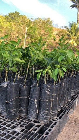 Muda de Limão Tahiti ou taiti exertada No Atacado - Foto 4