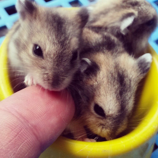 Hamster anão - Filhotes bem pequenos - Foto 3