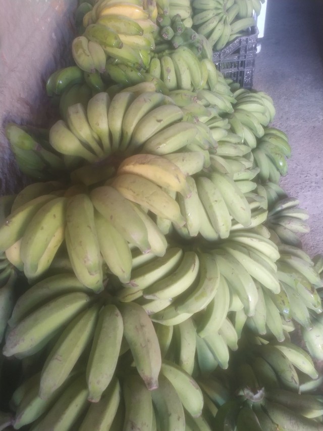 Vendo banana prata  - Foto 2