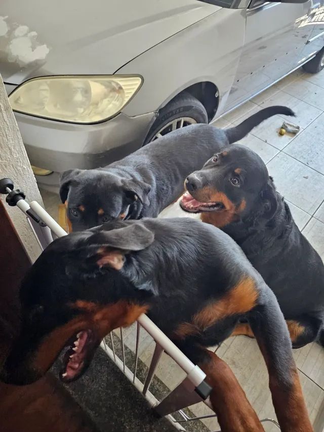 Hottweiler