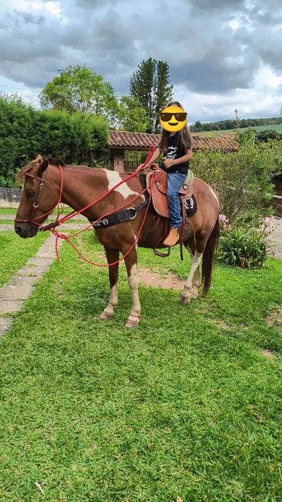 Cavalo piquira - Foto 3