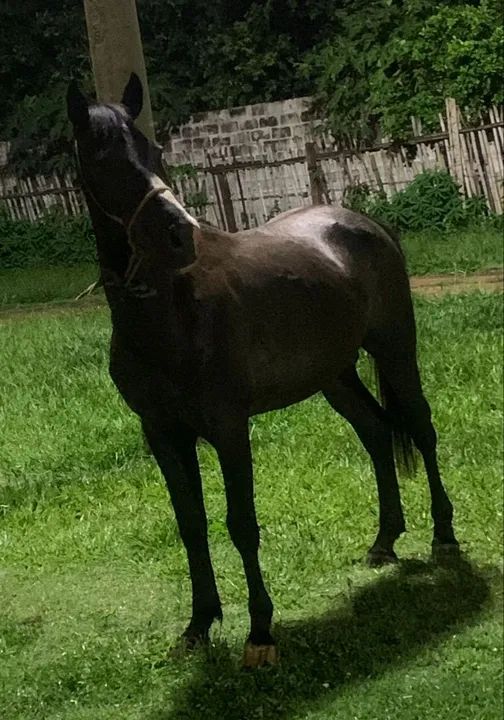 Cavalo Mangalarga Marchador