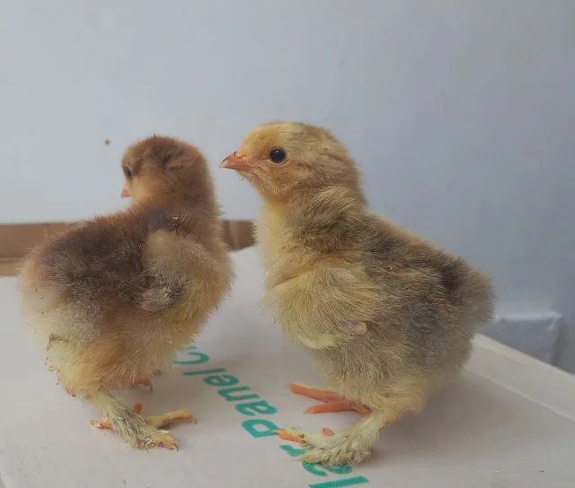 Pintinhos Brahma raça pura  - Foto 2