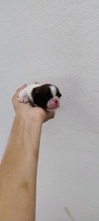 Lindos Shih Tzus para reserva com pedigree 