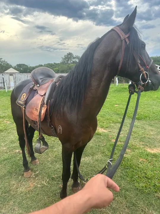 Cavalo MM registrado  - Foto 3