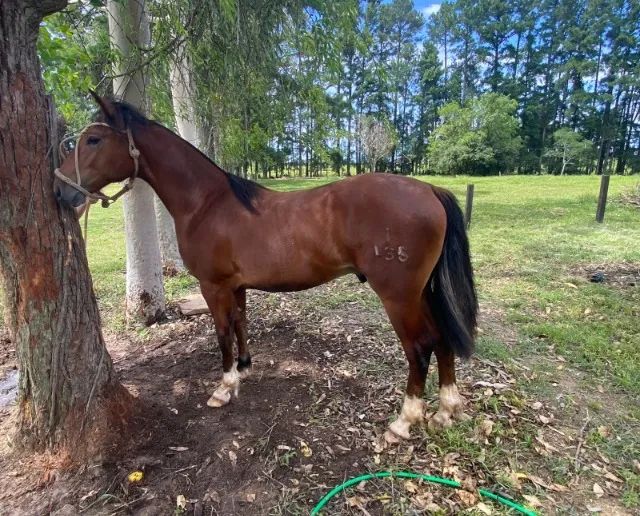 Potro para incentivo Crioulo - Foto 2