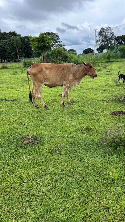 Vende-se vaca  - Foto 5