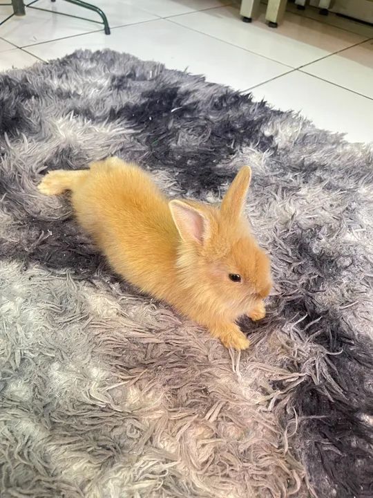 Coelhinho fofinho para adoção - Foto 5