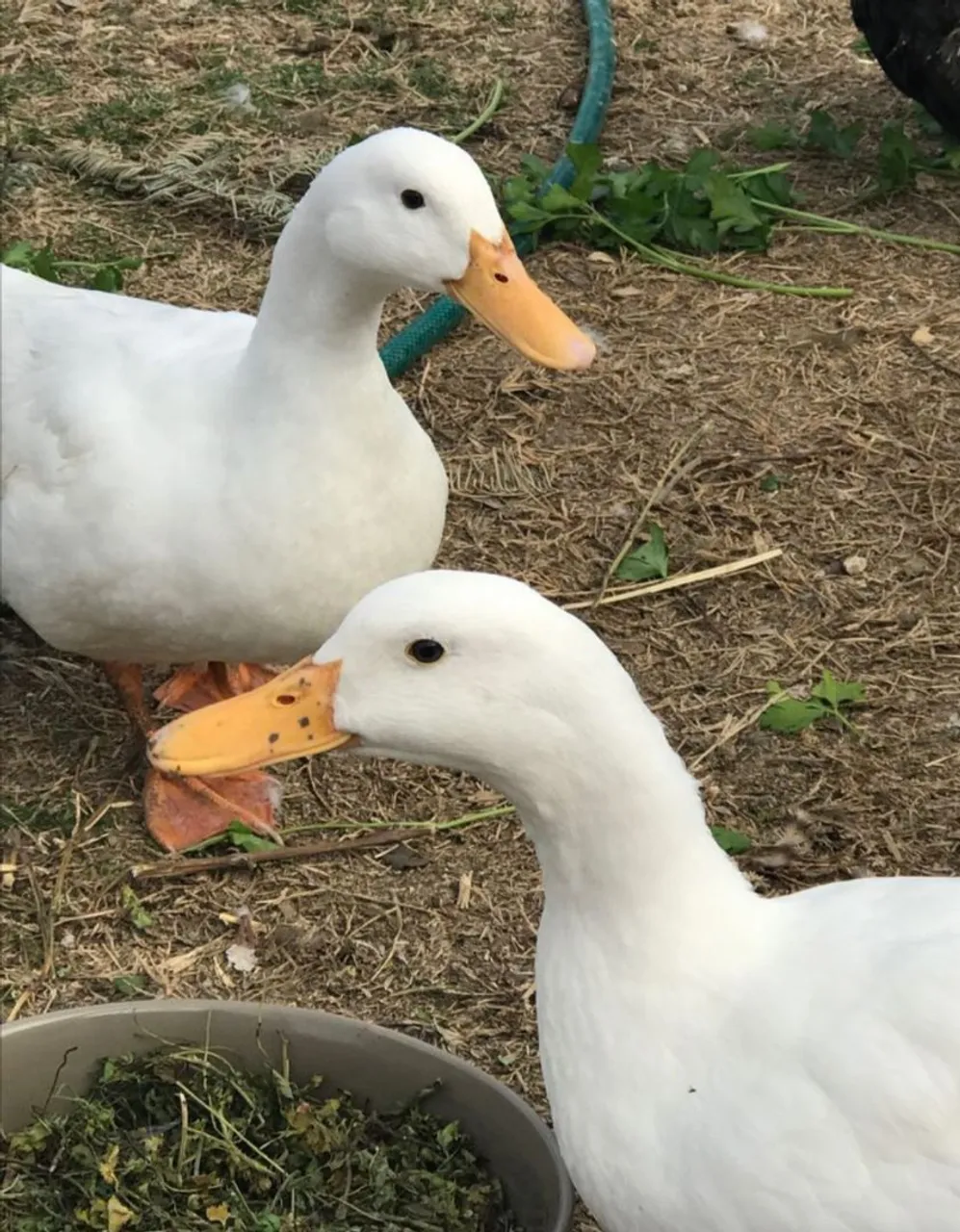Patos de pequim primeira postura