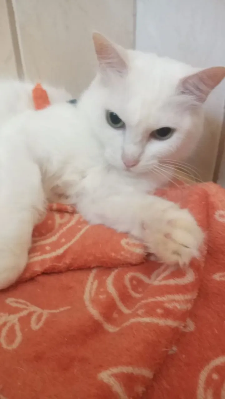 Gatinhos para adoção