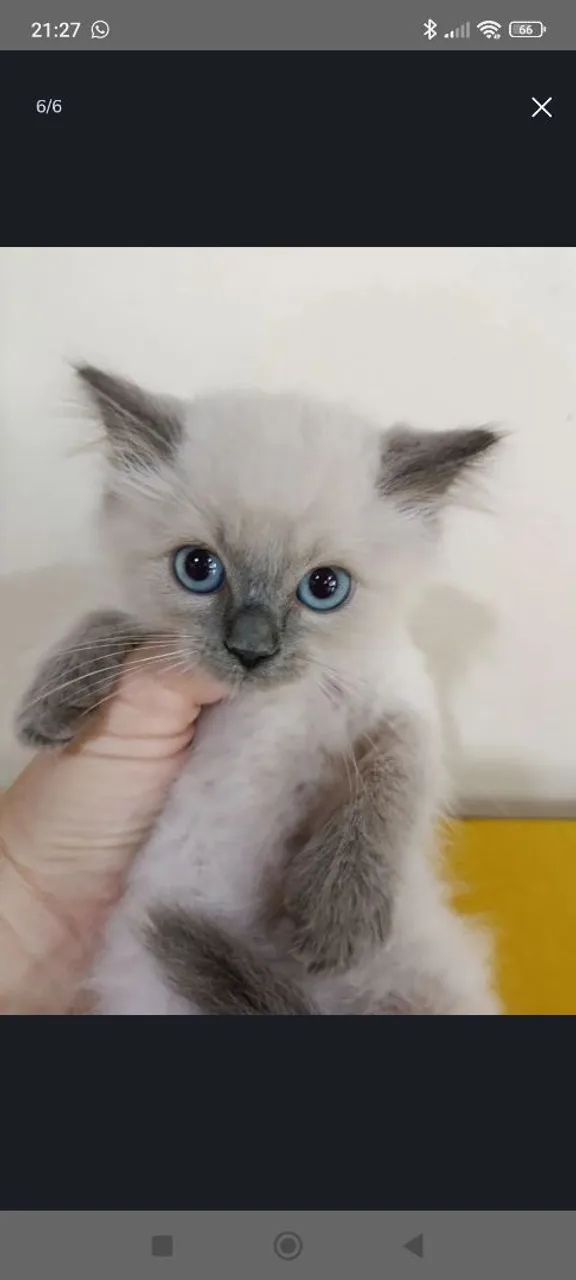 Filhote gato Persa e Ragdoll - Foto 3