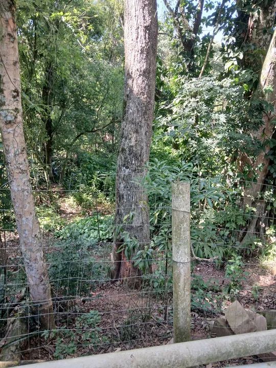 Sítio com pomar e casa sede - Foto 3