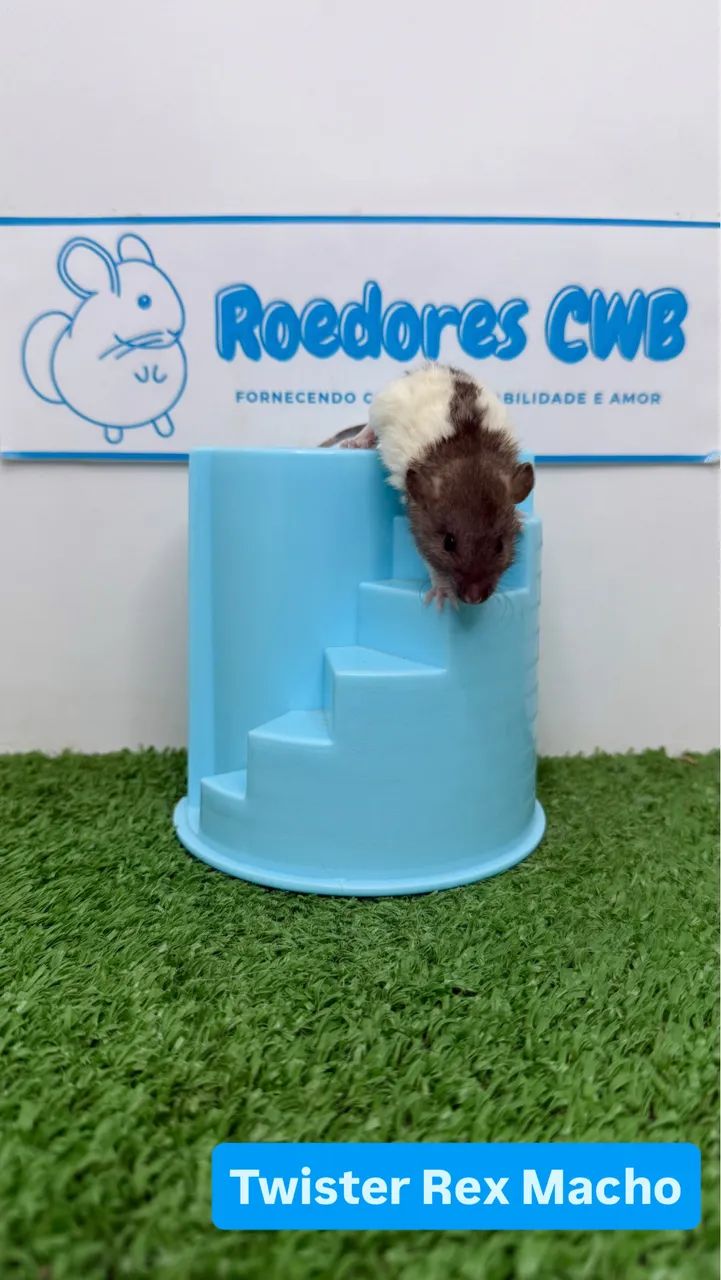 Ratos Twister/Mercol - Foto 3