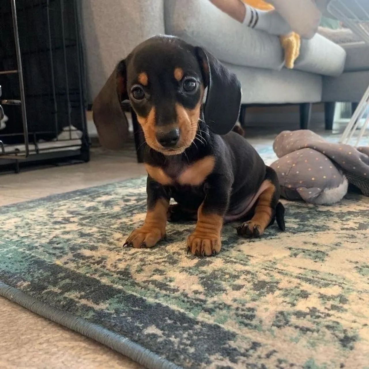 Teckel Cachorros Centro, Campinas 1433469495 OLX