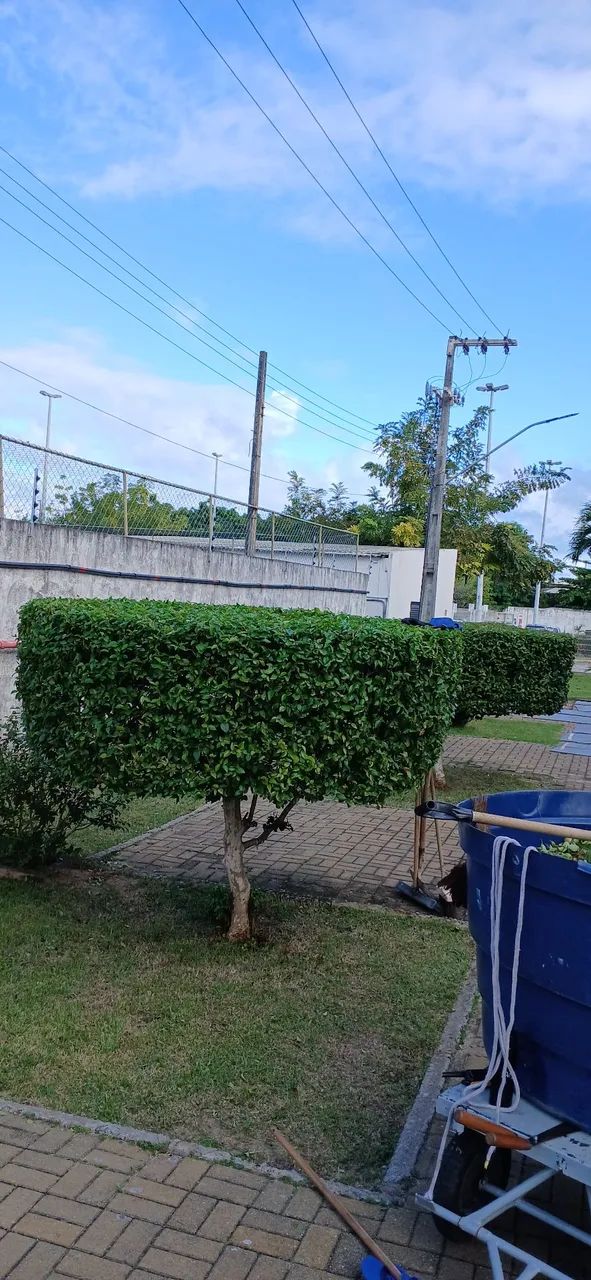 Jardinagem em geral  - Foto 2