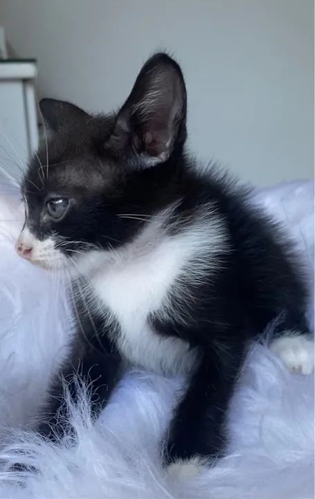 Gatinho preto e branco filhote 2 meses - Foto 4