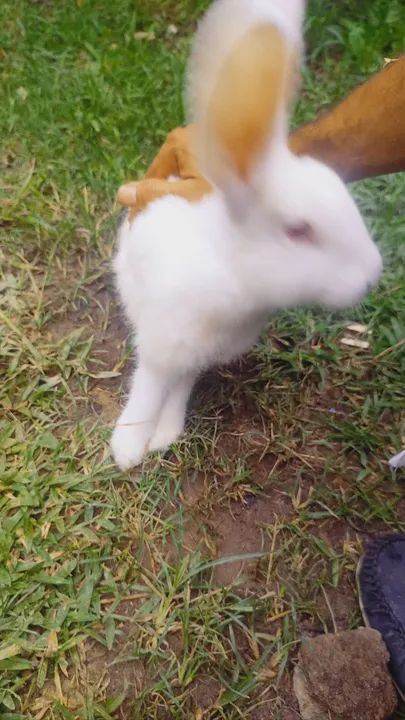 Coelhos Coelho gigantes de flandes 