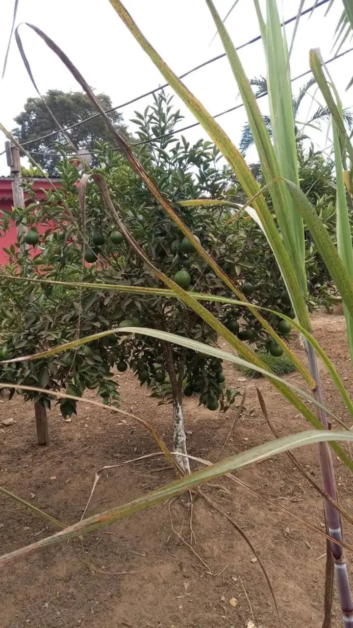 VENDA SITIO - Foto 7