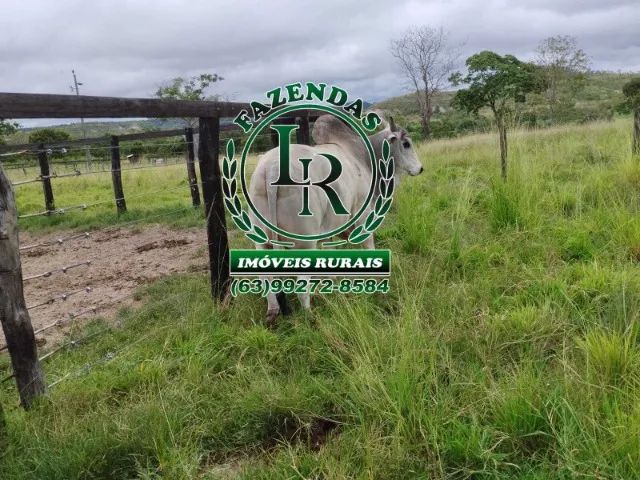 Fazenda 74 Alqueires  Tocantins Região de Araguaina - Foto 4