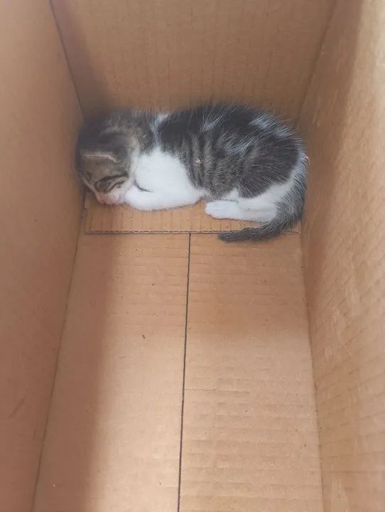 Gatinho Fofo Procurando Lar - Foto 2