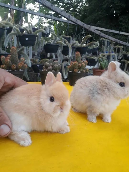 Coelho anão importado Netherland dwarf  - Foto 4