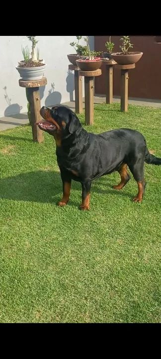 Rottweiler de alta qualidade  - Foto 4