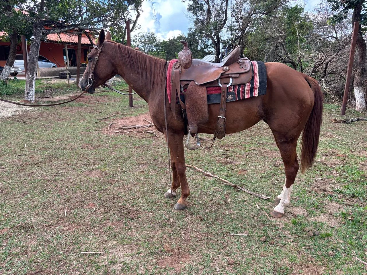 Égua Quarto de Milha 