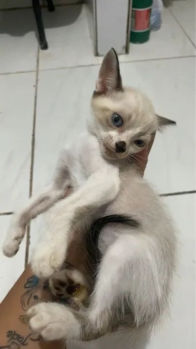 Gatinhos Siamês - Lindos e Carinhosos - Foto 4