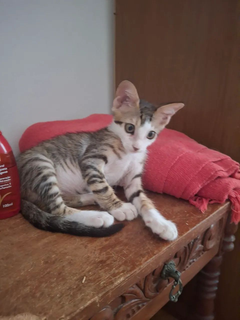 Gatinho macho  para adoção 2 meses  - Foto 3