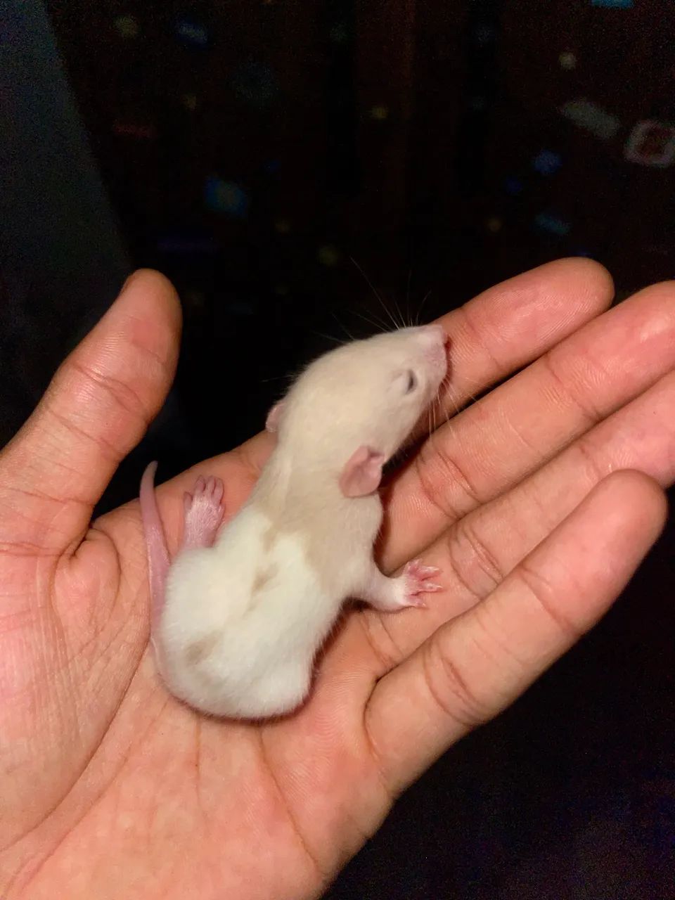 rato twister  - Foto 5