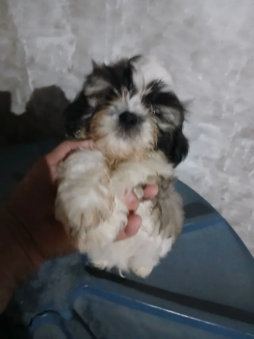 Shih Tzu filhote 841,00macho só tem ele 