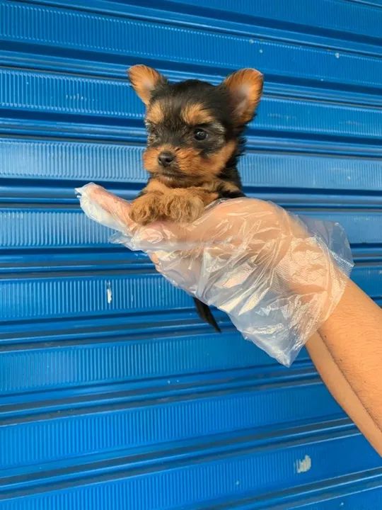 Yorkshire Terrier Padrão CBKC - Foto 2