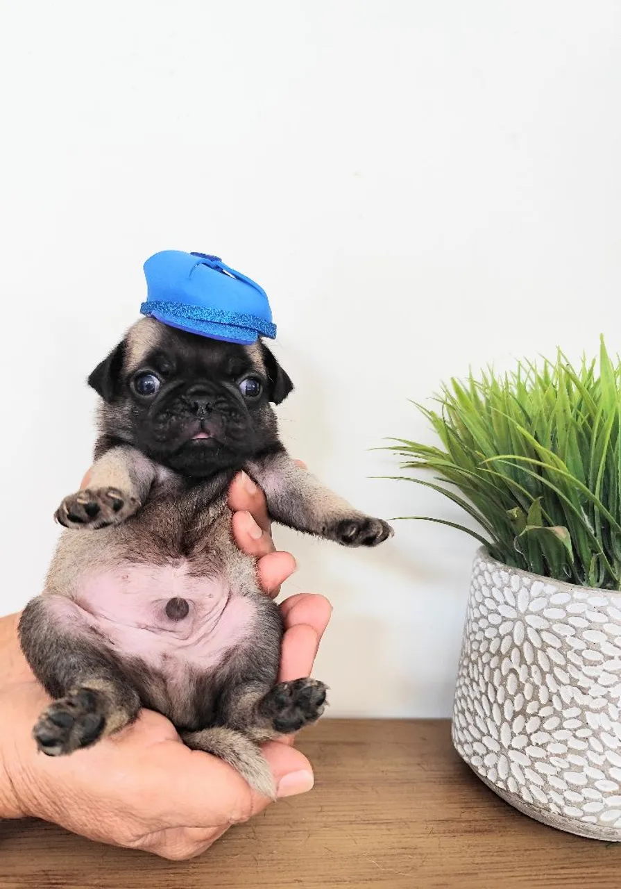 Pugs 