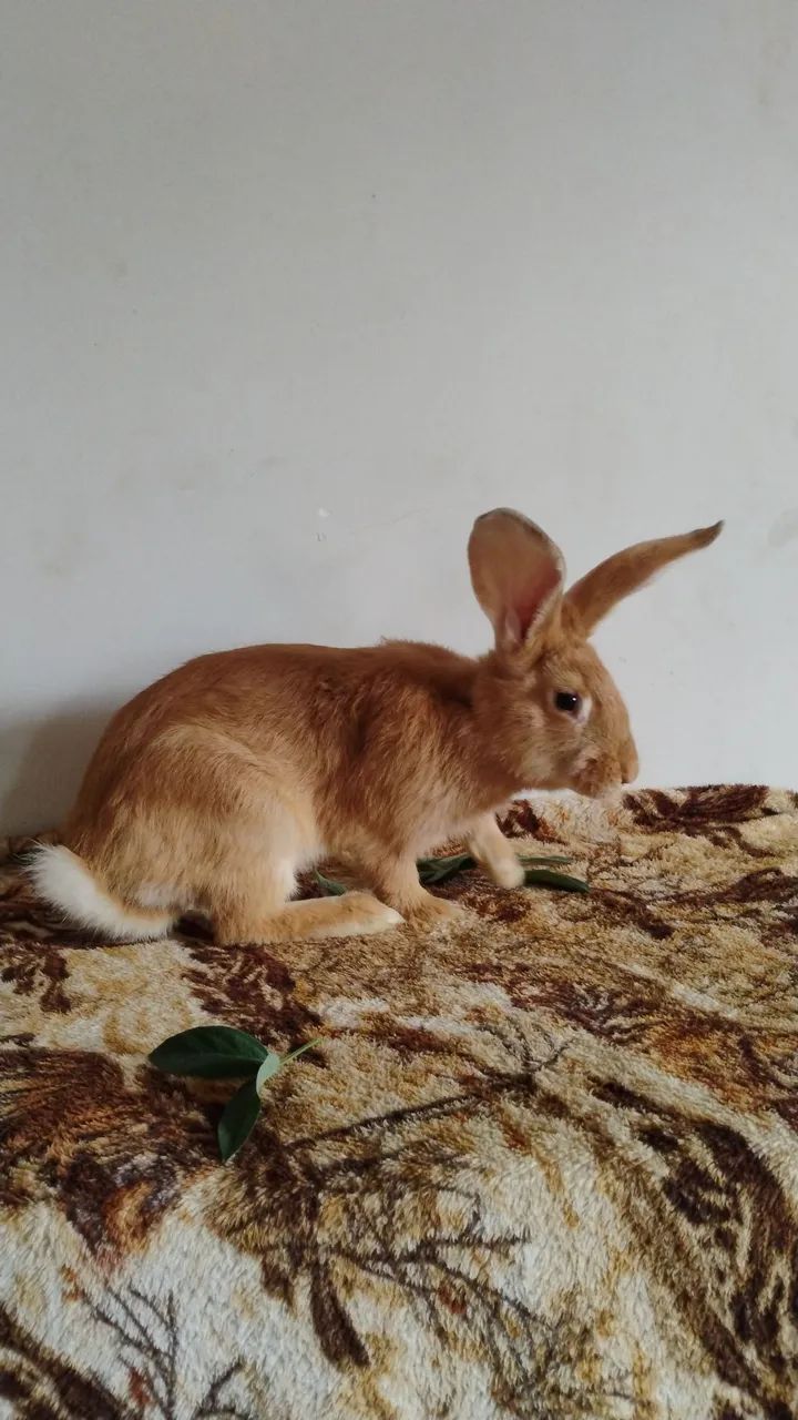 Coelho da raça gigante de flandes  - Foto 2