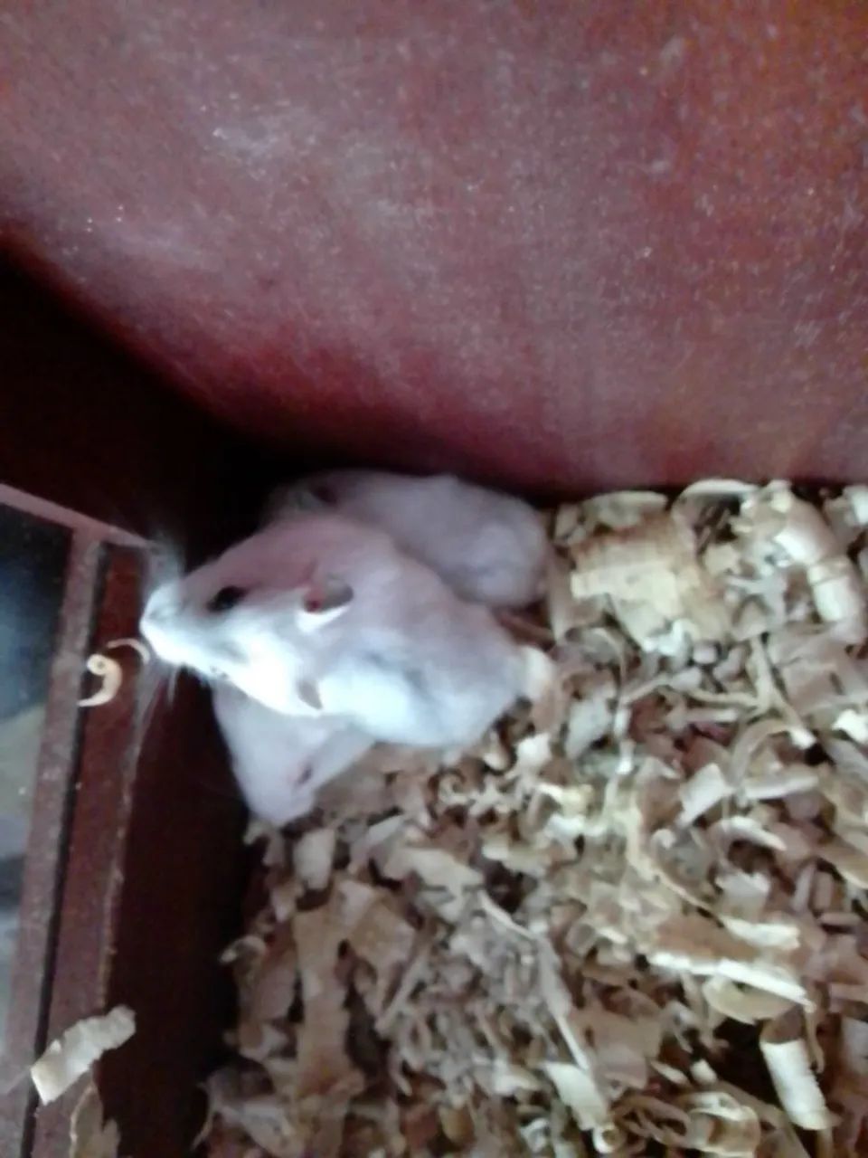 Hamister filhote  - Foto 5