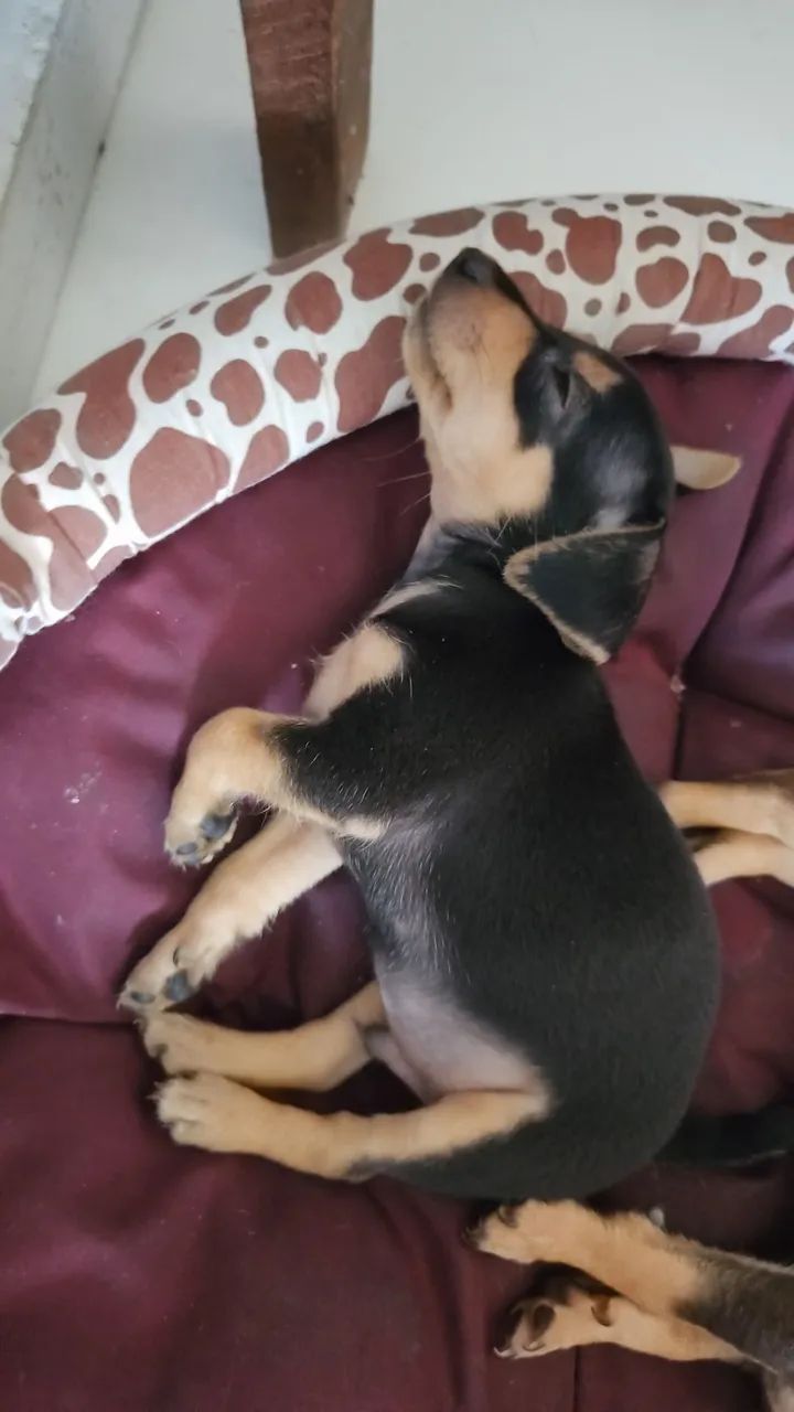 Filhote de Pinscher Pequenos - Foto 3