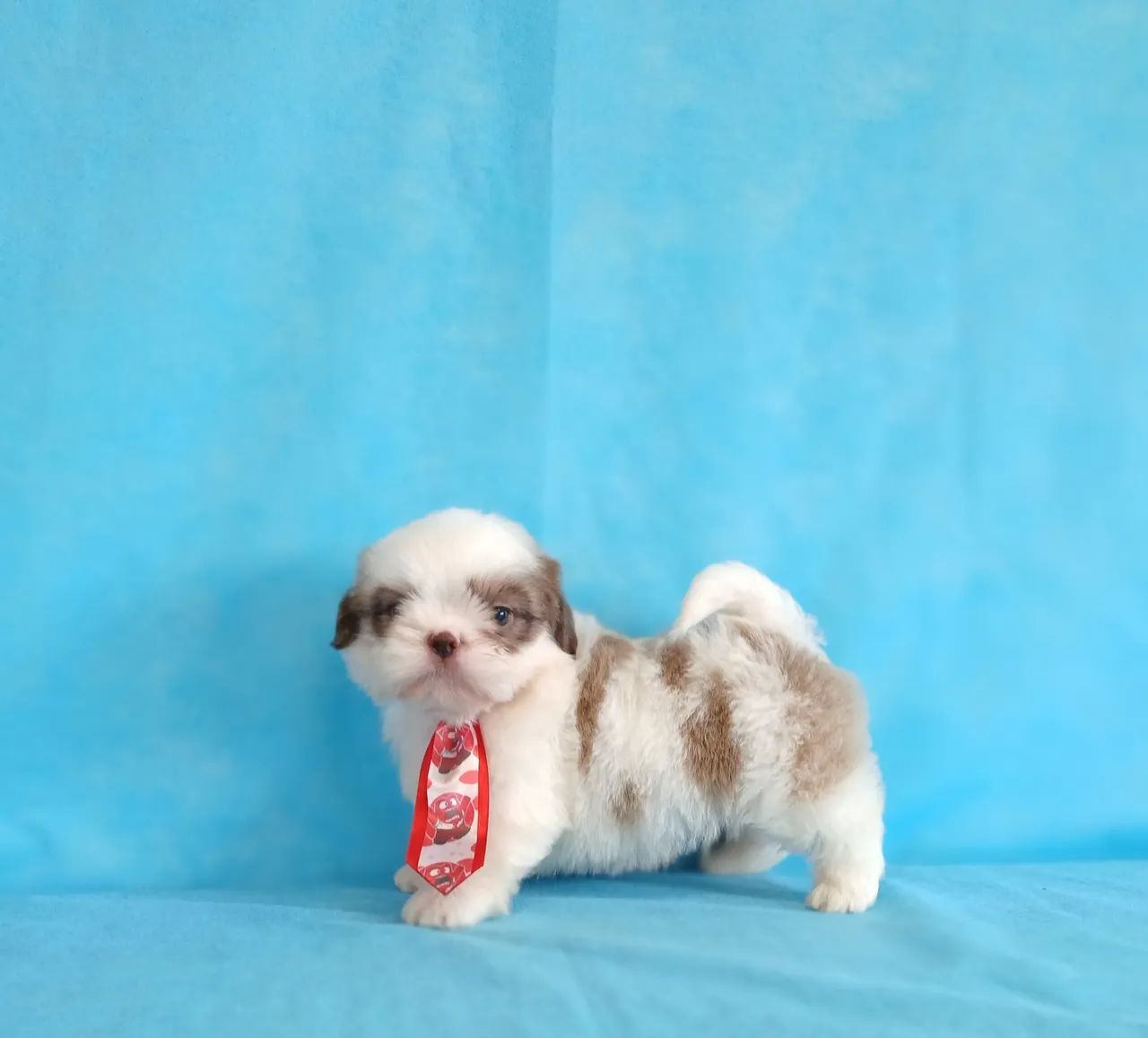 SHIH TZU - LINDOS FILHOTES - Foto 6