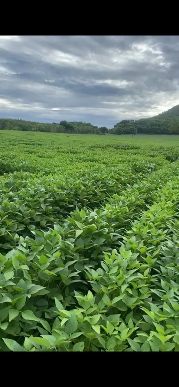 Chácara a venda em  - Jandaia - Goiás
