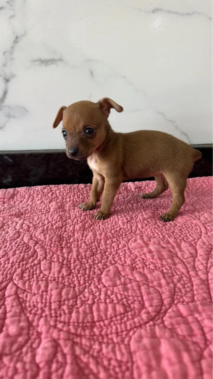Pinscher 0 micros machos e fêmeas