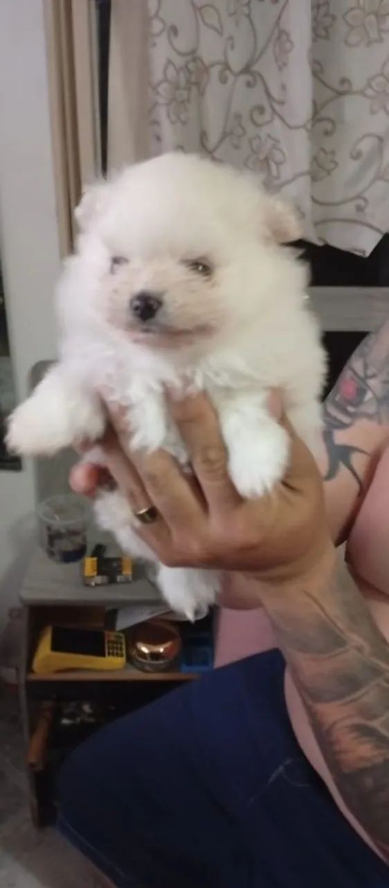 Filhote de Spitz Alemão - Lindo e Fofo!