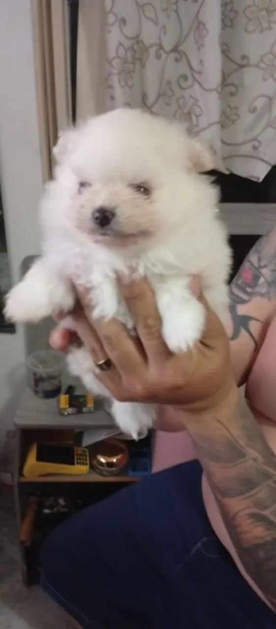 Filhote de Spitz Alemão - Lindo e Fofo!