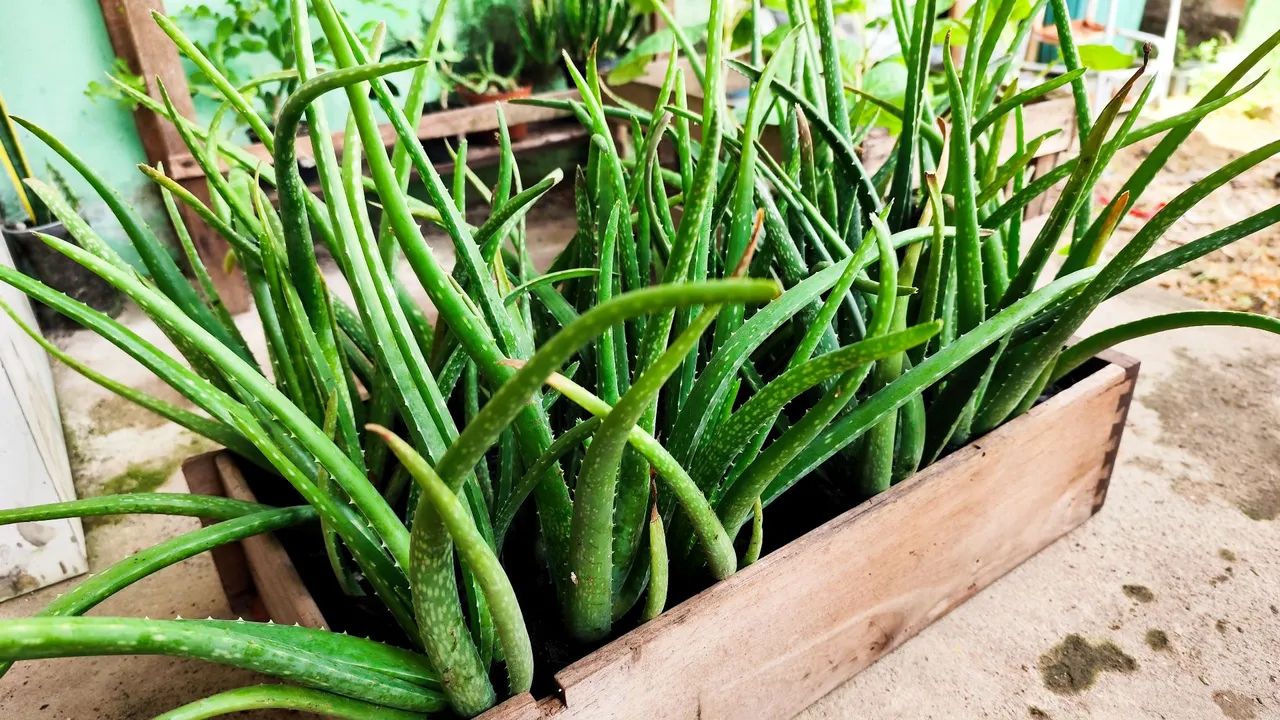 Muda de babosa espécie grande  - Foto 4