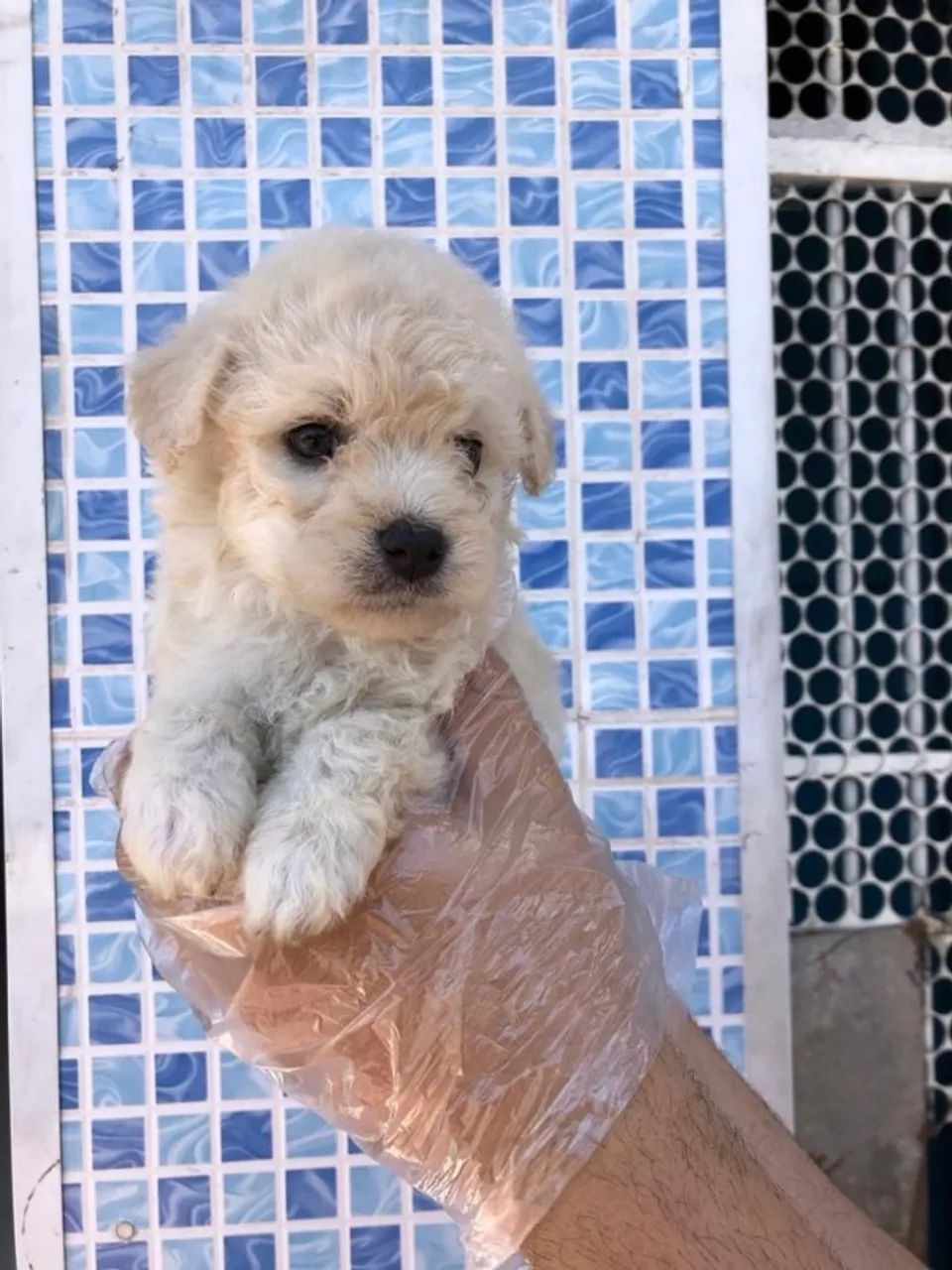 Poodle  toy super pequenos, todas as cores e com saude garantida - Foto 3