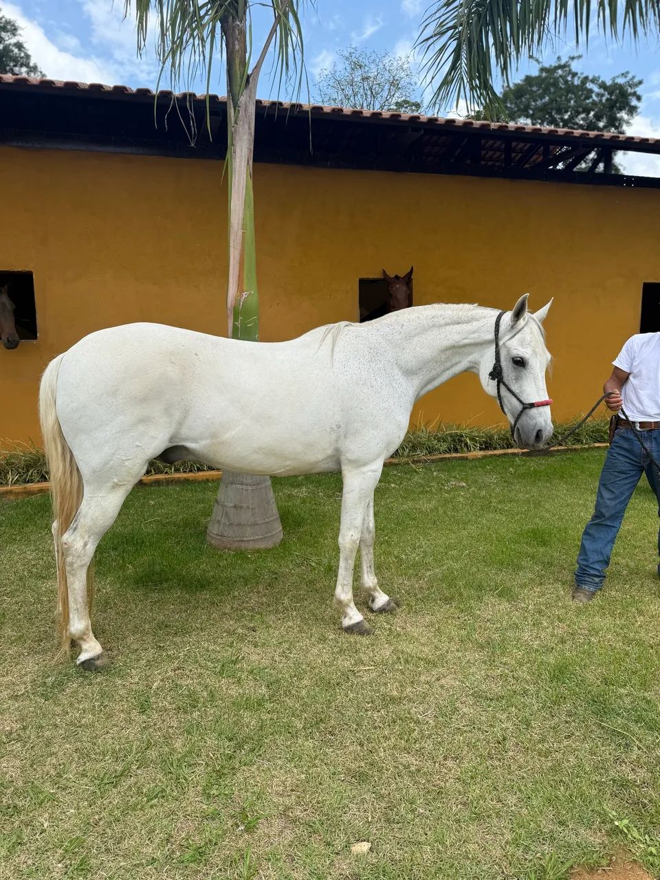 Cavalo Mangalarga Marcador Picada - Foto 2