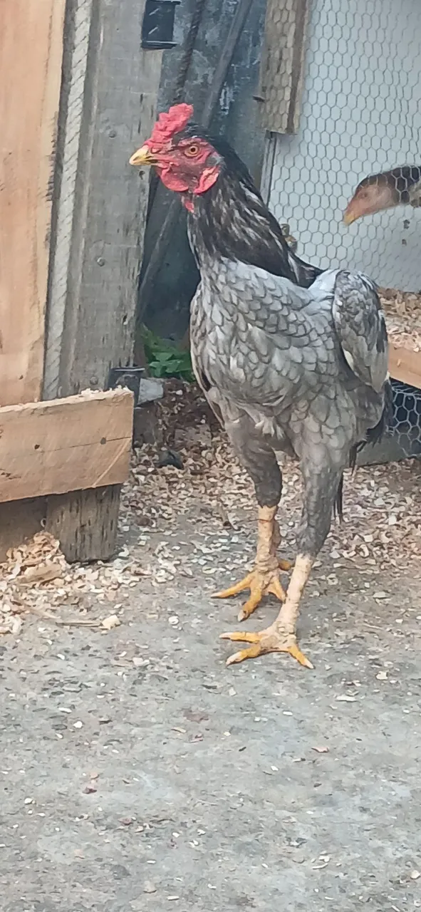 Galo Ornamental