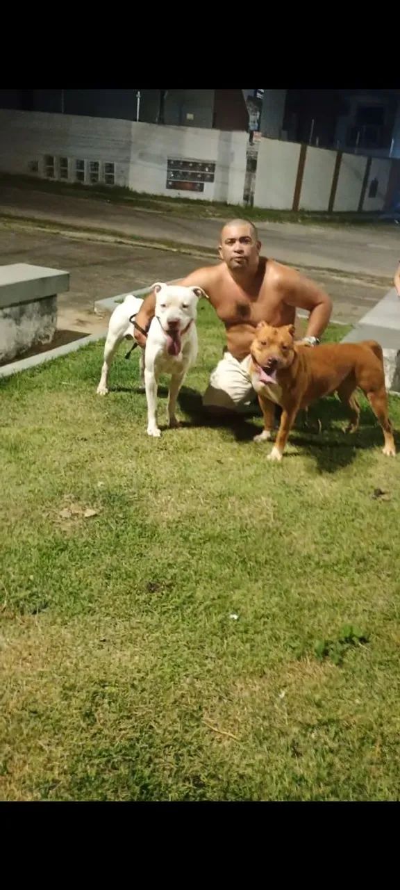 Adestrador profissional de cães  - Foto 4