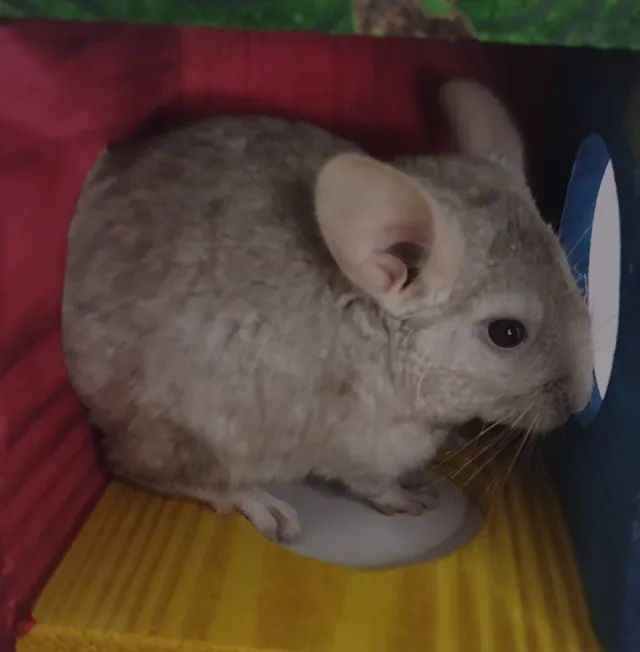 Venda de Chinchila em SP  - Foto 3