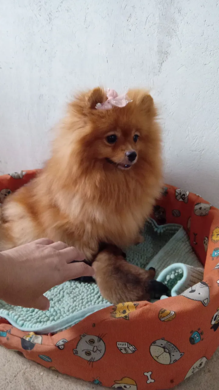 Filhote de Spitz Alemão - Mini Ursinho. Fêmeas e machos.zap *
